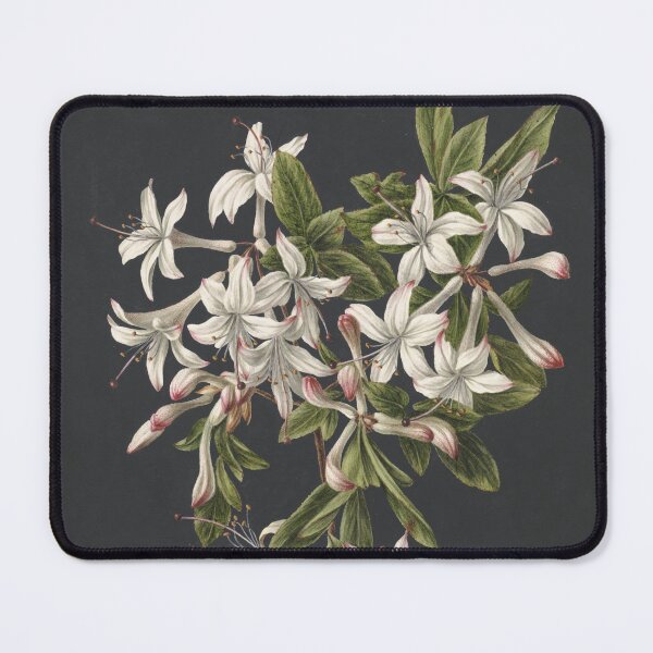 Item preview, Vintage Azalea Botanical Print, 19th Century Floral Art designed and sold by SavageVision.