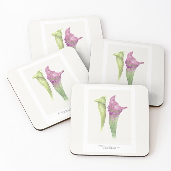 Item preview, Sarracenia Leucophylla – Crimson Pitcher Plant Botanical Illustration | Dark Academia Art (off white) designed and sold by paintingbetween.