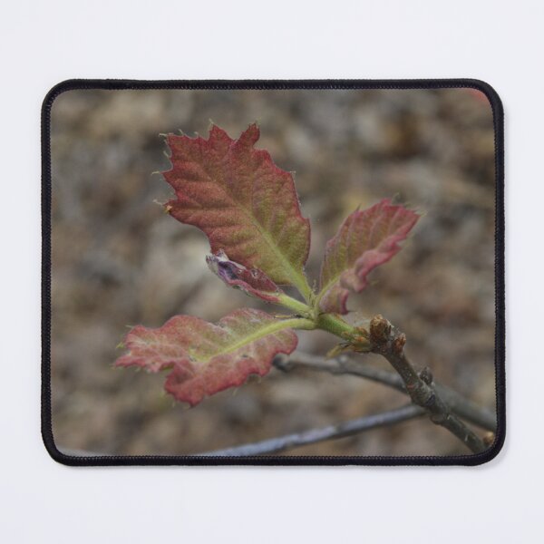 Item preview, New Growth: Red Oak Leaves in Spring designed and sold by Blossom-Breeze.