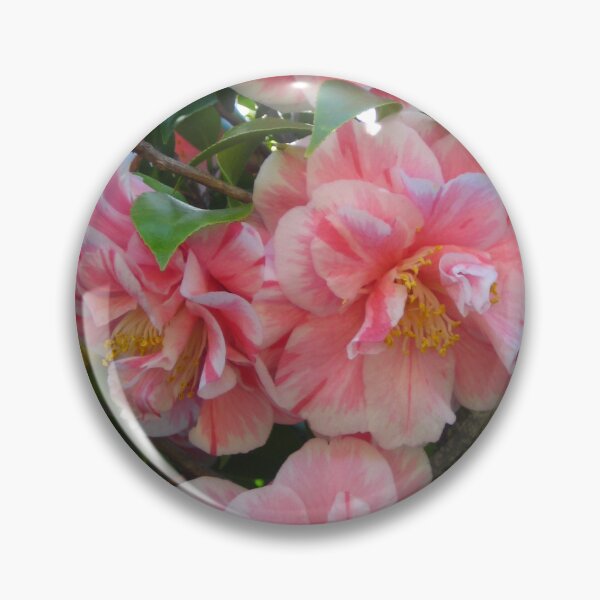 Item preview, Variegated Pink and White Herme Camellia Blossoms Dancing on the Tree designed and sold by JoyousArt4u.