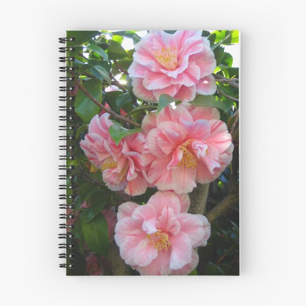 Item preview, Variegated Pink and White Herme Camellia Blossoms Dancing on the Tree designed and sold by JoyousArt4u.