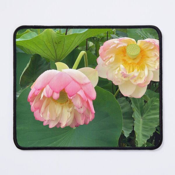 Item preview, Lotus flower in the rain designed and sold by Poplartree.