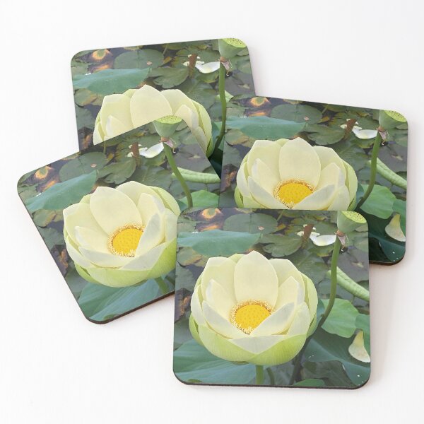 Item preview, White lotus flower about to open designed and sold by Poplartree.
