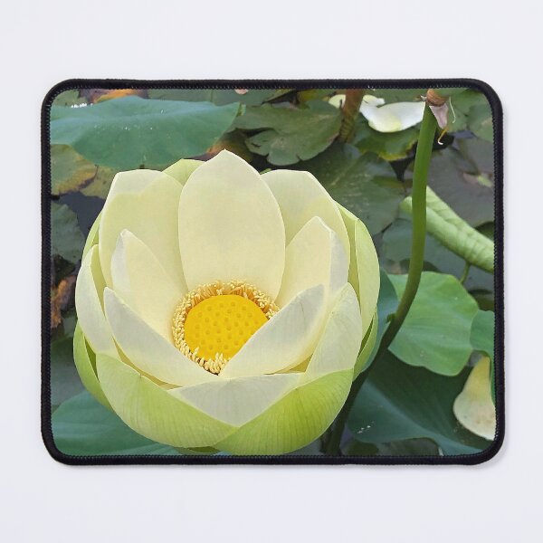 Item preview, White lotus flower about to open designed and sold by Poplartree.