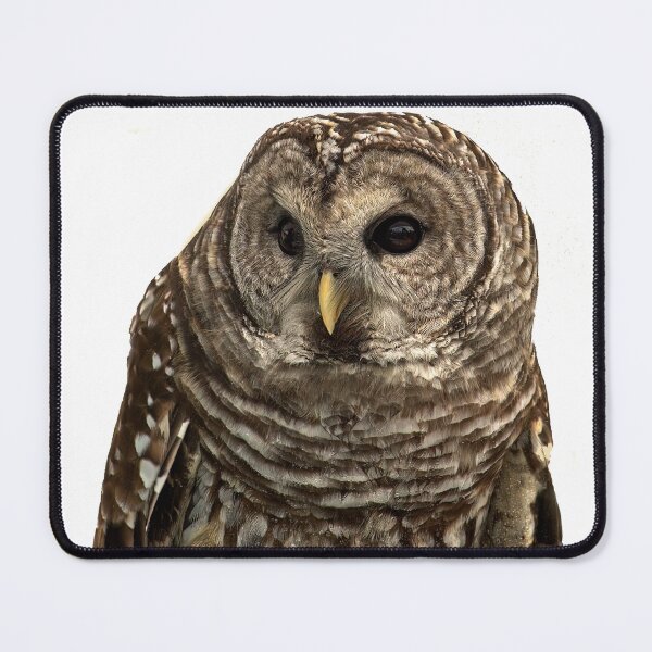 Item preview, Barred Owl Portrait designed and sold by Armadillo222.