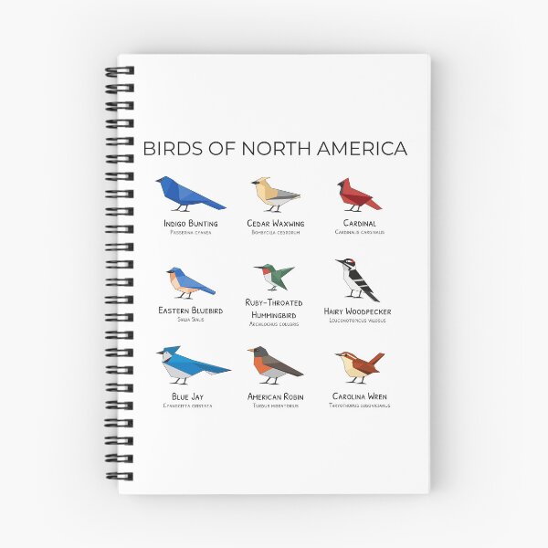 Aperçu de l'œuvre Oiseaux d'Amérique du Nord – Affiche d'illustration minimaliste d'oiseaux créée et vendue par techkitchensink.