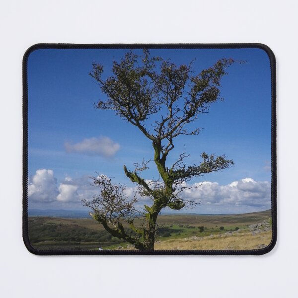 Item preview, STUNTED TREE KINGS TOR DARTMOOR DEVON designed and sold by Richard Brookes Photography.