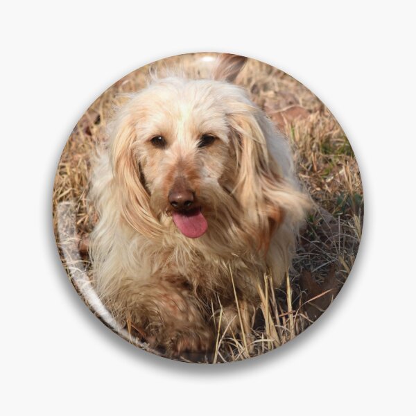 Item preview, A cute long haired dachshund  designed and sold by OzzyluArt.