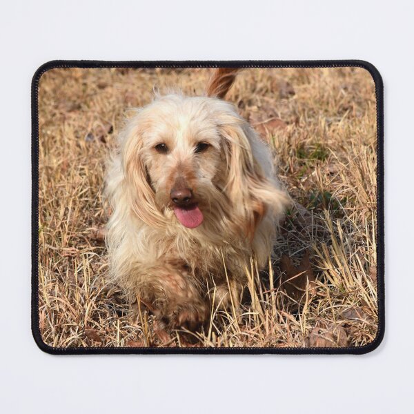 Item preview, A cute long haired dachshund designed and sold by OzzyluArt.