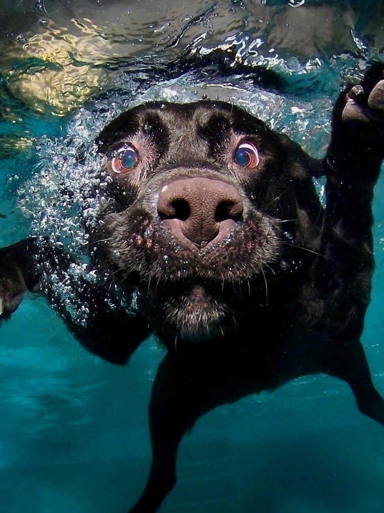 Disover Swimming Labrador | Sleeveless Top