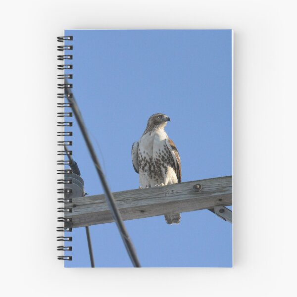 Item preview, Hawk eye view designed and sold by ALenihanPhoto.