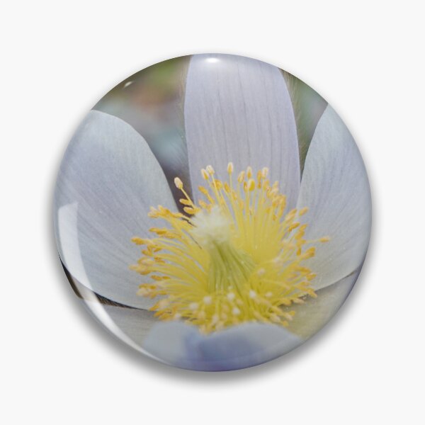 Item preview, Alpine flowers Pasqueflower designed and sold by nikawanders.