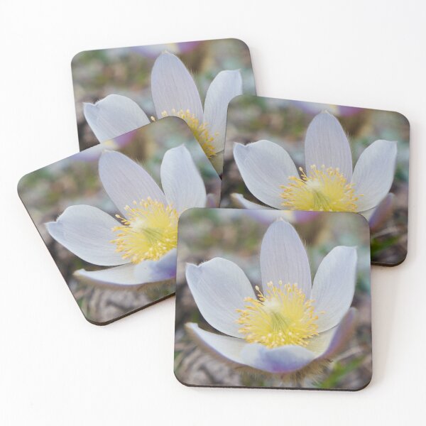 Item preview, Alpine flowers Pasqueflower designed and sold by nikawanders.