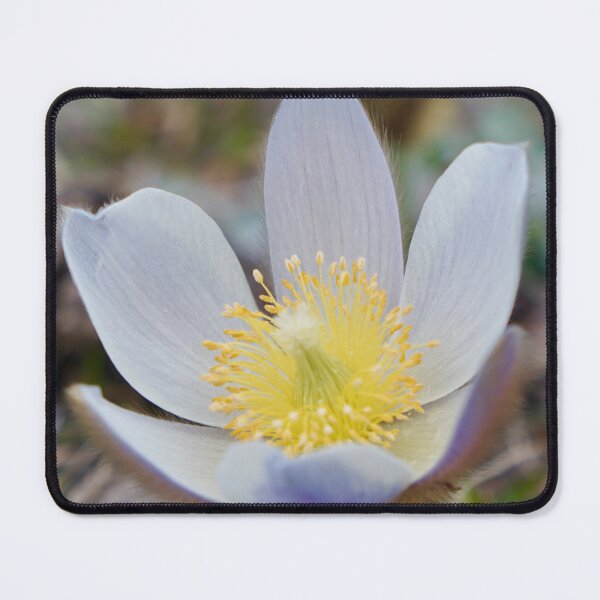 Item preview, Alpine flowers Pasqueflower designed and sold by nikawanders.