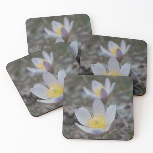 Item preview, Alpine flowers Pasqueflower Switzerland designed and sold by nikawanders.