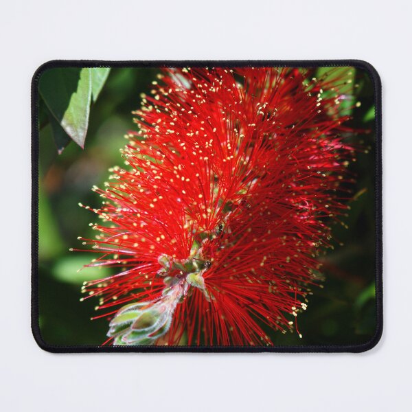 Item preview, Callistemon designed and sold by nikawanders.