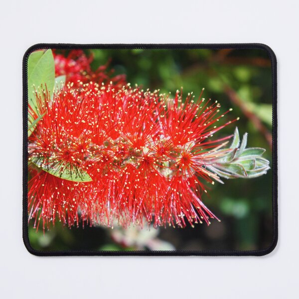 Item preview, Red bottlebrush flower Callistemon designed and sold by nikawanders.