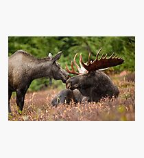 Moose, Alaska Photographic Print