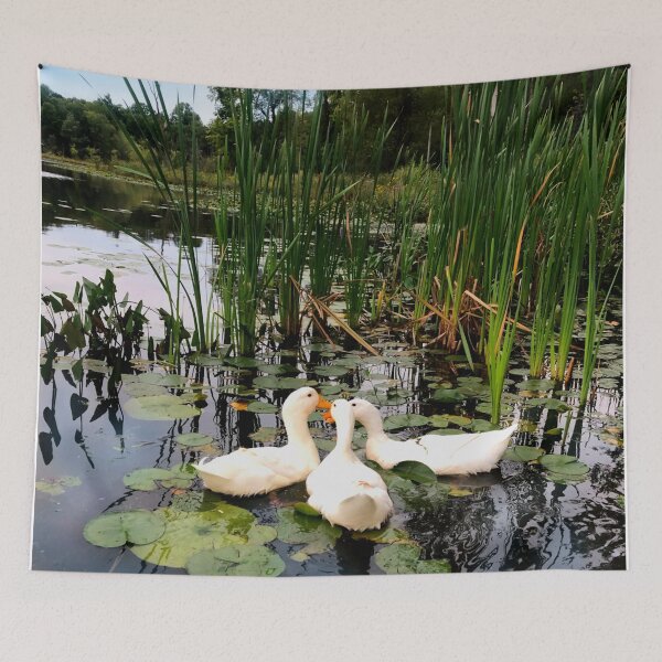 Item preview, Elegant White ducks water scene lake view  designed and sold by hollycooper.