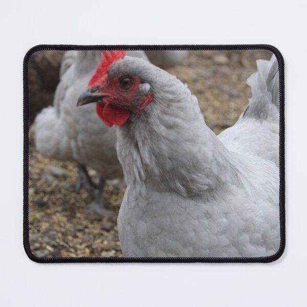 Item preview, Lavender Orpington designed and sold by jennagoodwin04.