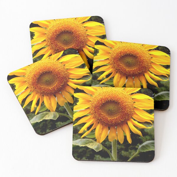Item preview, Giant Mammoth yellow Sunflower photo | yellow flower, yellow floral  designed and sold by hollycooper.