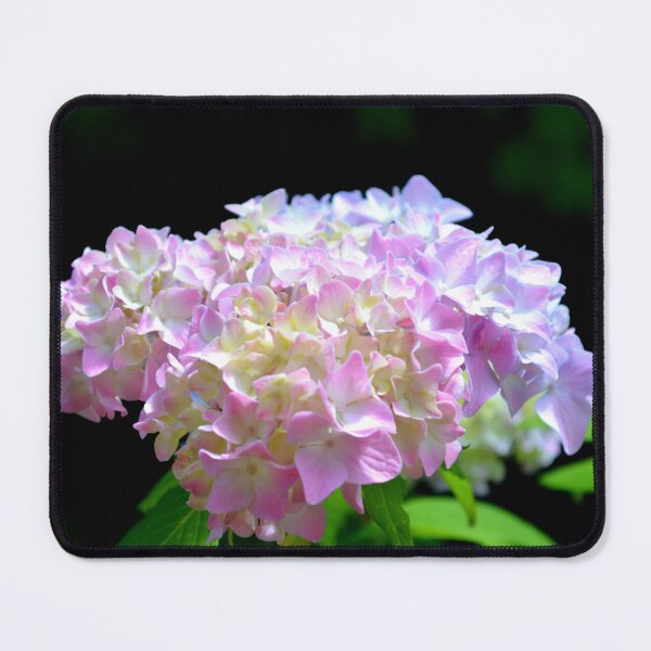 Item preview, romantic pink and blue hydrangeas, purple pink Floral, Yellow hydrangeas , pink hydrangeas, purple and blue hydrangeas designed and sold by hollycooper.