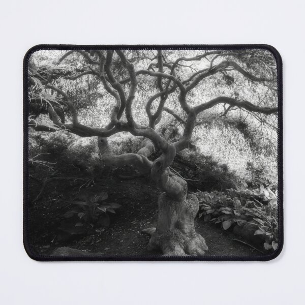 Item preview, Dreamy Curly Trunk Maple designed and sold by Shelly Gunderson.