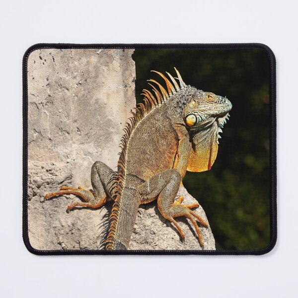 Item preview, Iguana 2 designed and sold by Alex Preiss.