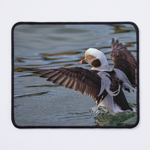 Item preview, The long-tailed duck  designed and sold by Tom McPherson Photography.