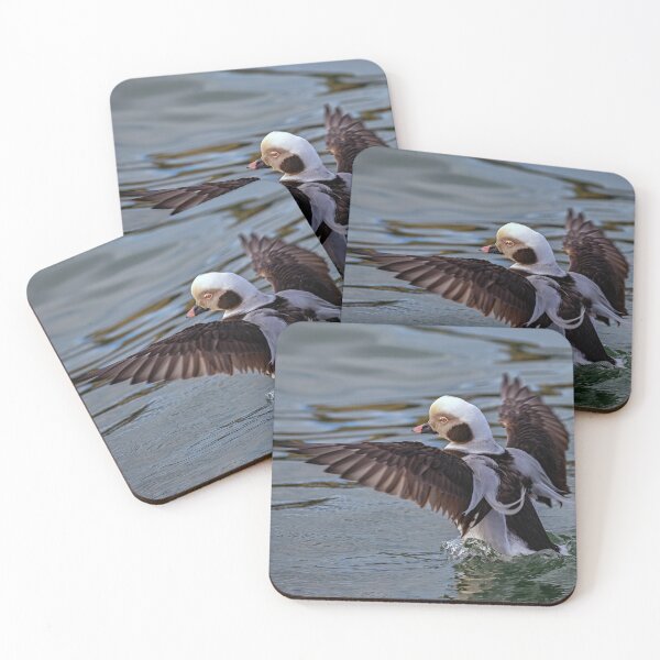 Item preview, The long-tailed duck  designed and sold by Tom McPherson Photography.