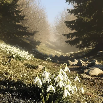 Artwork thumbnail, Spring Awakening by Stellar Geometry