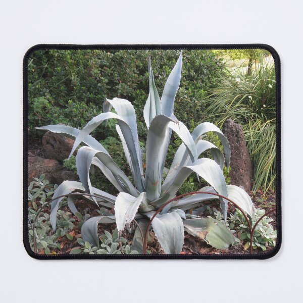 Item preview, Grey agave designed and sold by greentiger1.