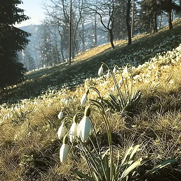 Artwork thumbnail, Spring Awakening by Stellar Geometry