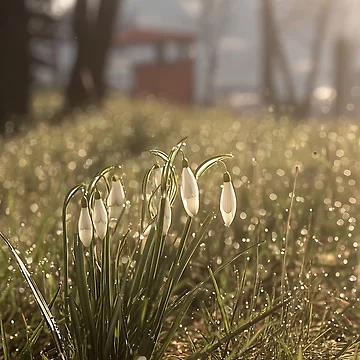 Artwork thumbnail, Spring Awakening by Stellar Geometry