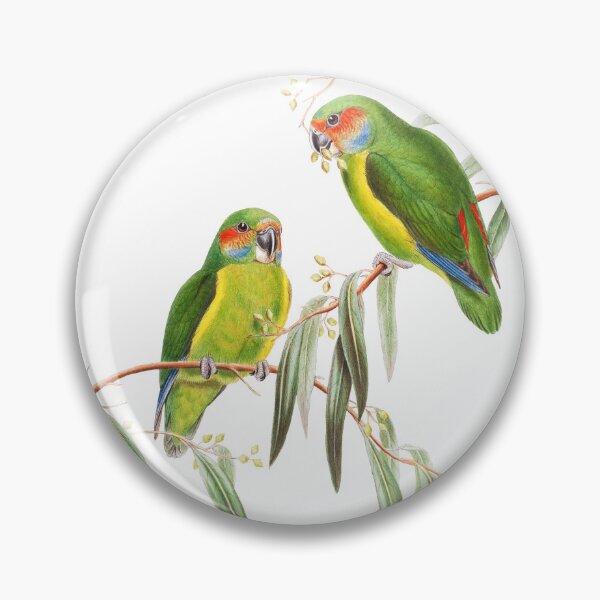 Item preview, Coxen's fig parrot- Critically Endangered Bird Australia - Vintage Illustration - John Gould designed and sold by karwilberevivalcollection.