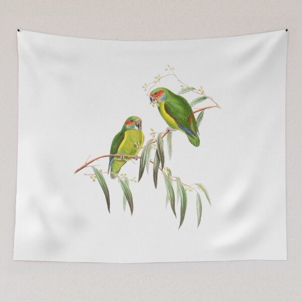 Item preview, Coxen's fig parrot- Critically Endangered Bird Australia - Vintage Illustration - John Gould designed and sold by karwilberevivalcollection.