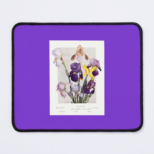 Item preview, Vintage Botanical Illustration (1910s) of Named Historical Bearded Irises designed and sold by Rockyctees.