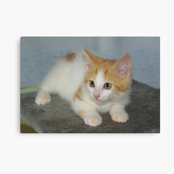 Rescue Kitten #2 Canvas Print