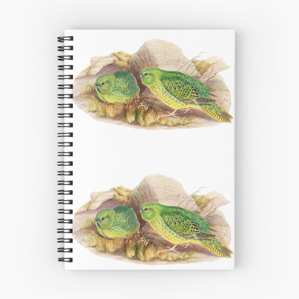 Artikelvorschau, Nachtpapagei – vom Aussterben bedrohter Vogel Australiens – Historische Illustration – John Gould entworfen und verkauft von karwilberevivalcollection.
