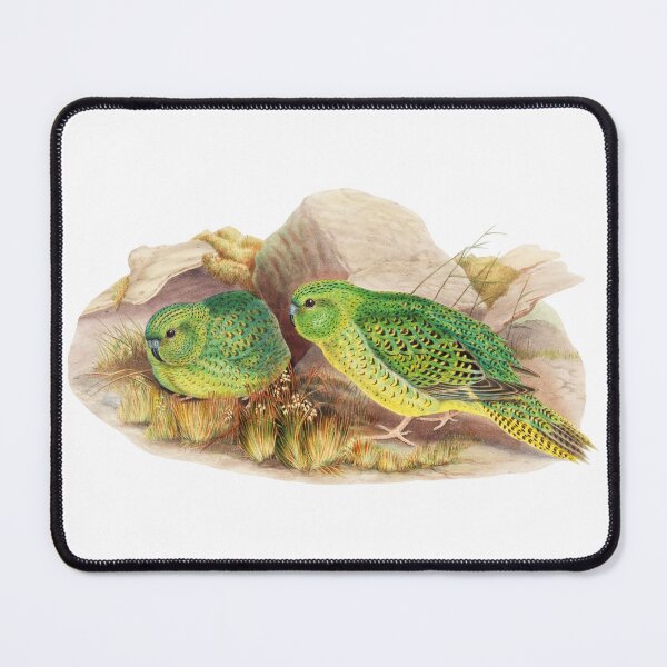 Item preview, Night parrot - Critically Endangered Bird Australia - Vintage Illustration - John Gould designed and sold by karwilberevivalcollection.