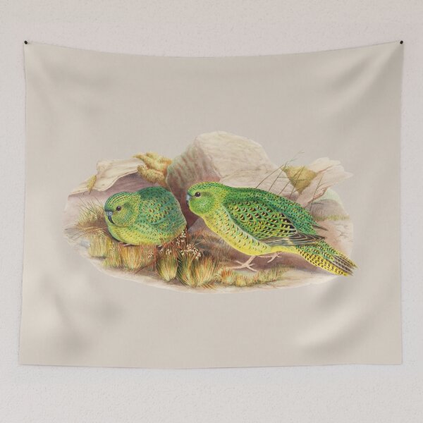 Item preview, Night parrot - Critically Endangered Bird Australia - Vintage Illustration - John Gould designed and sold by karwilberevivalcollection.
