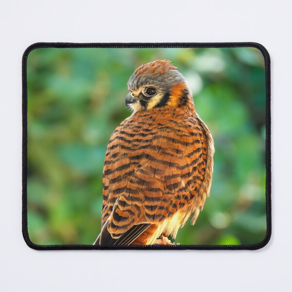Item preview, Watchful Sentinel: American Kestrel Perched Wildlife Photography Nature Art designed and sold by TheHikersEye.