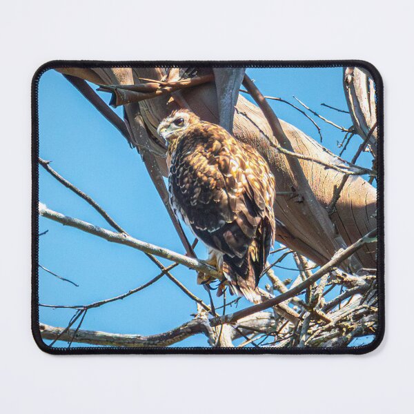 Item preview, Young Hawk in Silent Watch Wildlife Photo Nature Wall Art designed and sold by TheHikersEye.