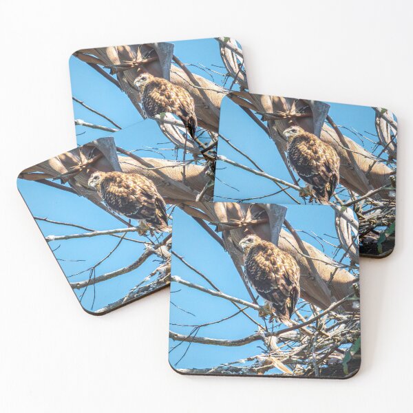 Item preview, Young Hawk in Silent Watch Wildlife Photo Nature Wall Art designed and sold by TheHikersEye.