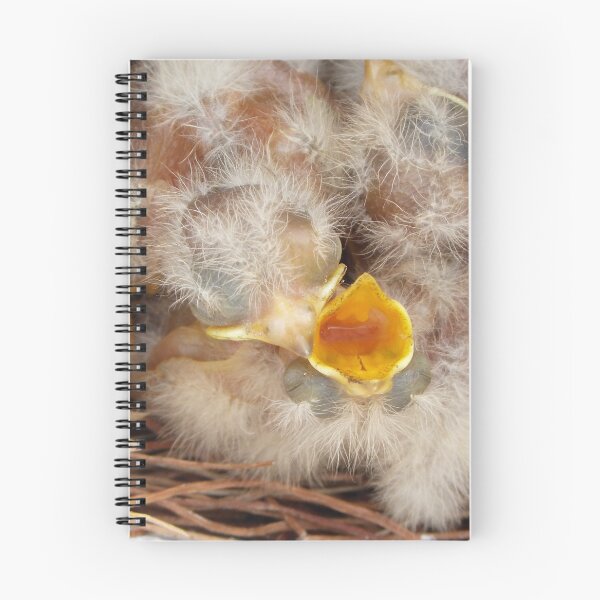Item preview, nest designed and sold by Bernhard Matejka.