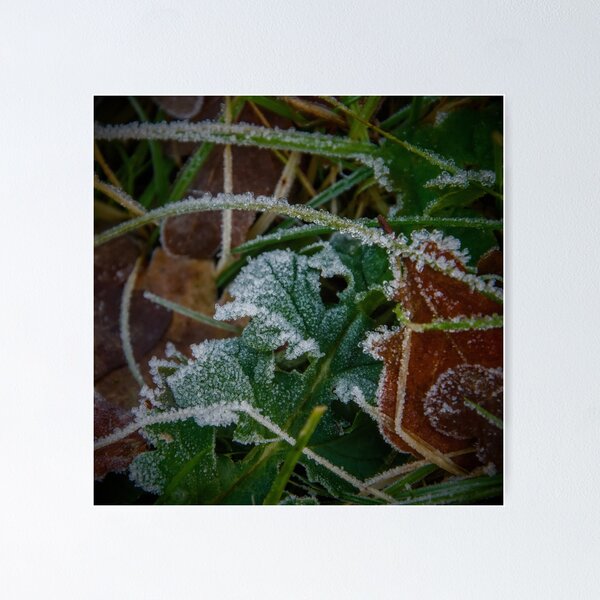 Item preview, Morning Frost on Green Leaves designed and sold by ShotsbyDesiree.