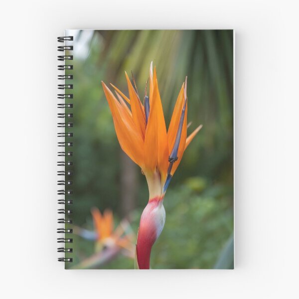 Item preview, Radiant Grupo Fantasma Band aRose Harmony designed and sold by Danielaadvant.