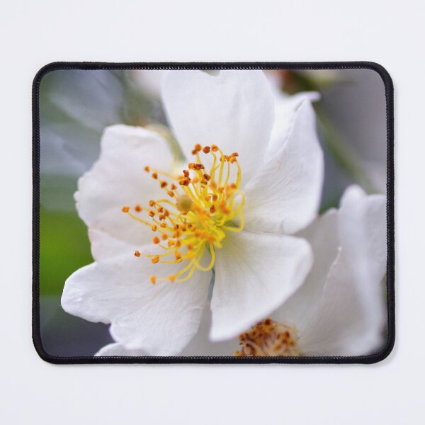 Item preview, Dainty Dog Roses designed and sold by Kasia Design.