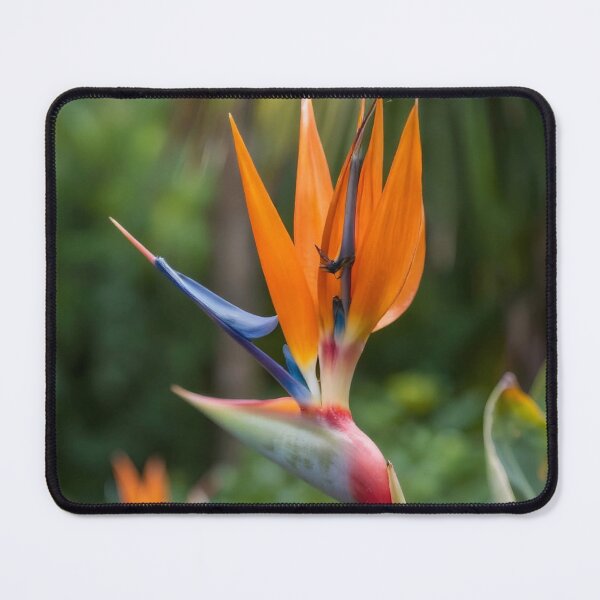 Item preview, Nature 96FM Perth Radio Petal Echo designed and sold by Danielaadvant.