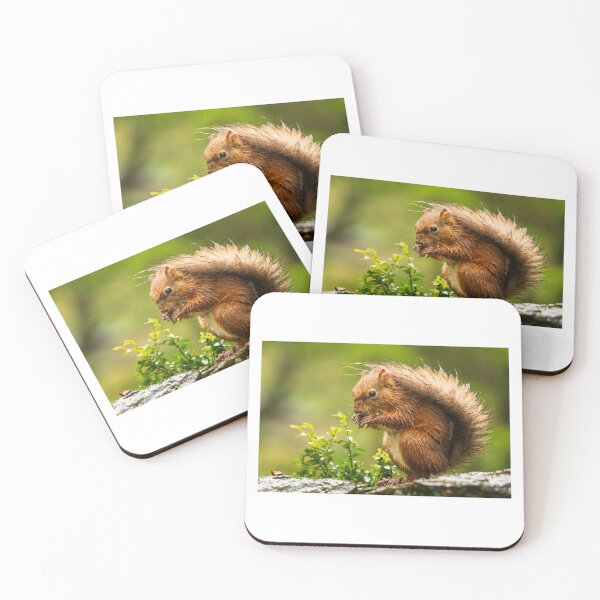 Item preview, Red Squirrel designed and sold by TravellingFatmn.